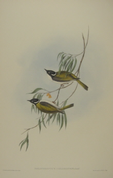 John Gould Birds of Australia